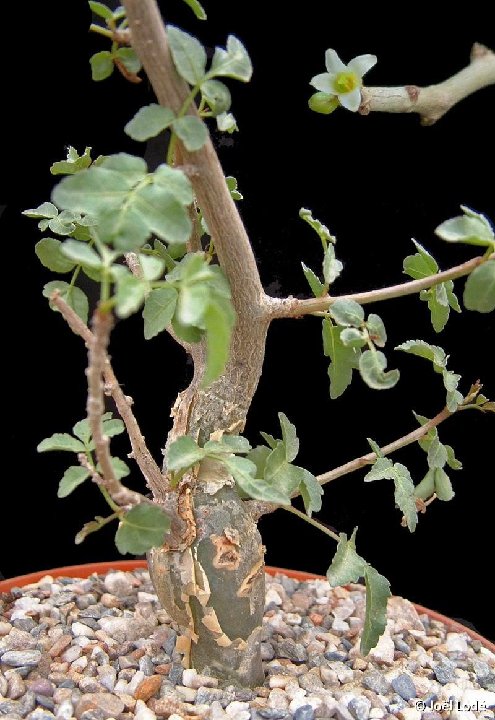 Bursera fagaroides ©JLcoll.573